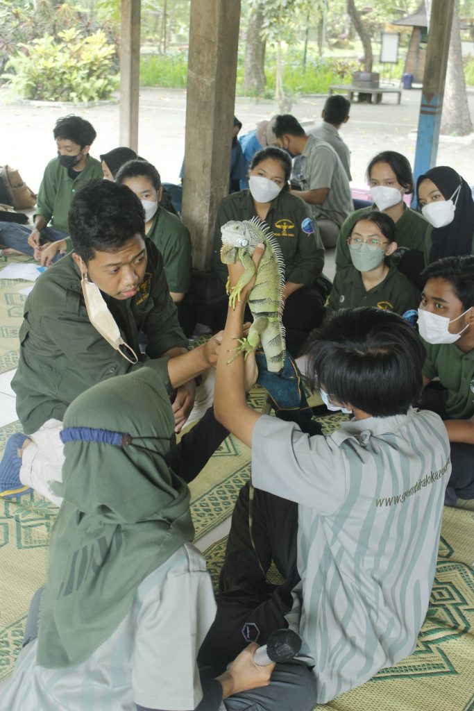 Kssl Reptile Basic Medicine Fakultas Kedokteran Hewan